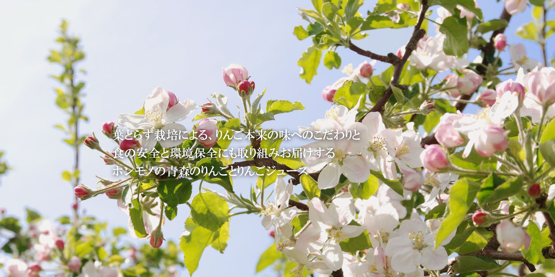 青森の葉とらずりんご HAPPYHAPPAメインイメージ3