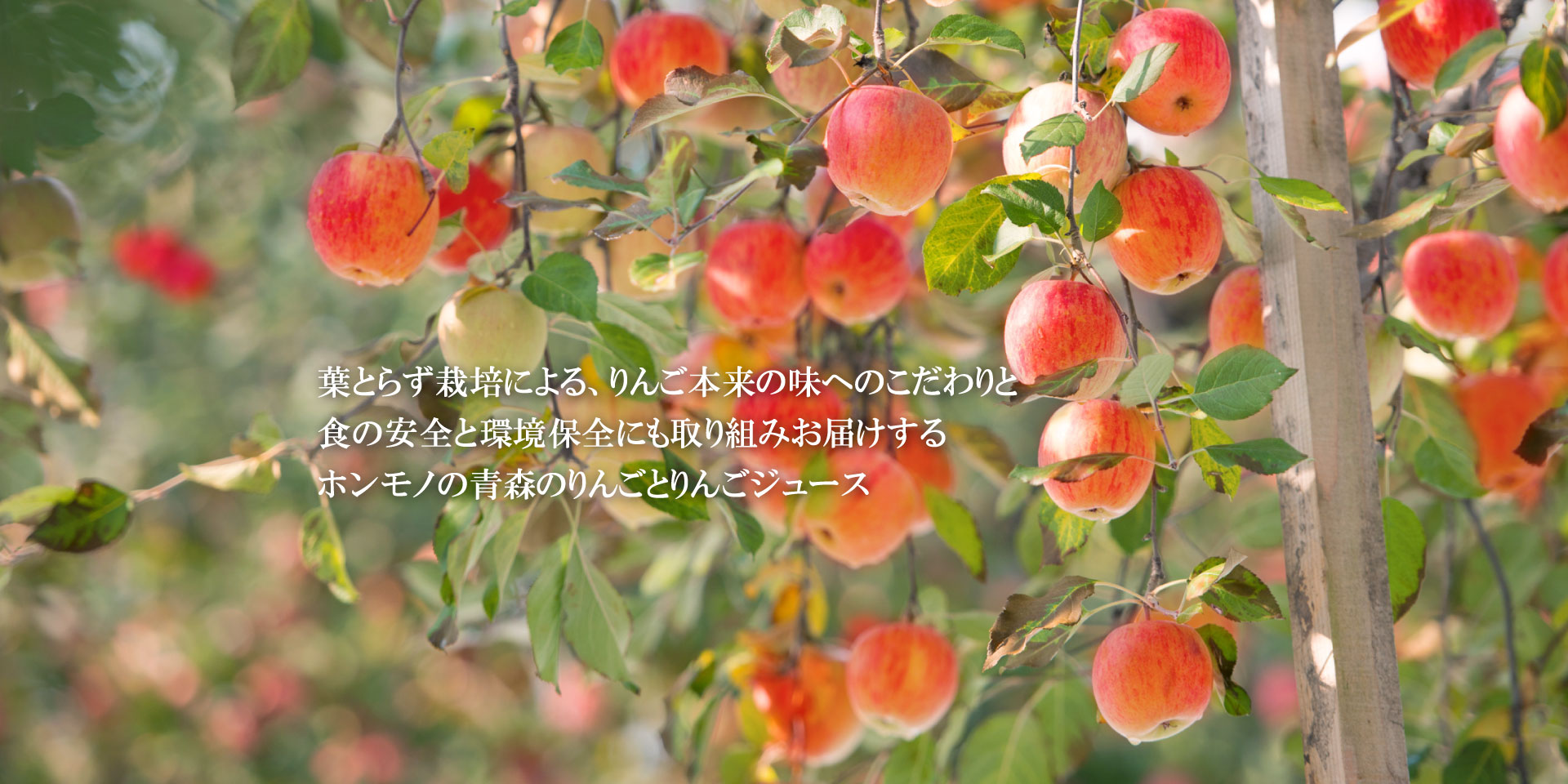 青森の葉とらずりんご HAPPYHAPPAメインイメージ4